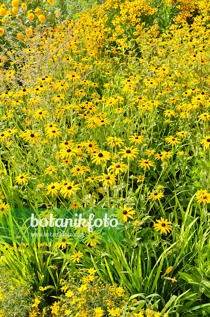 487259 - Gewöhnlicher Sonnenhut (Rudbeckia fulgida)