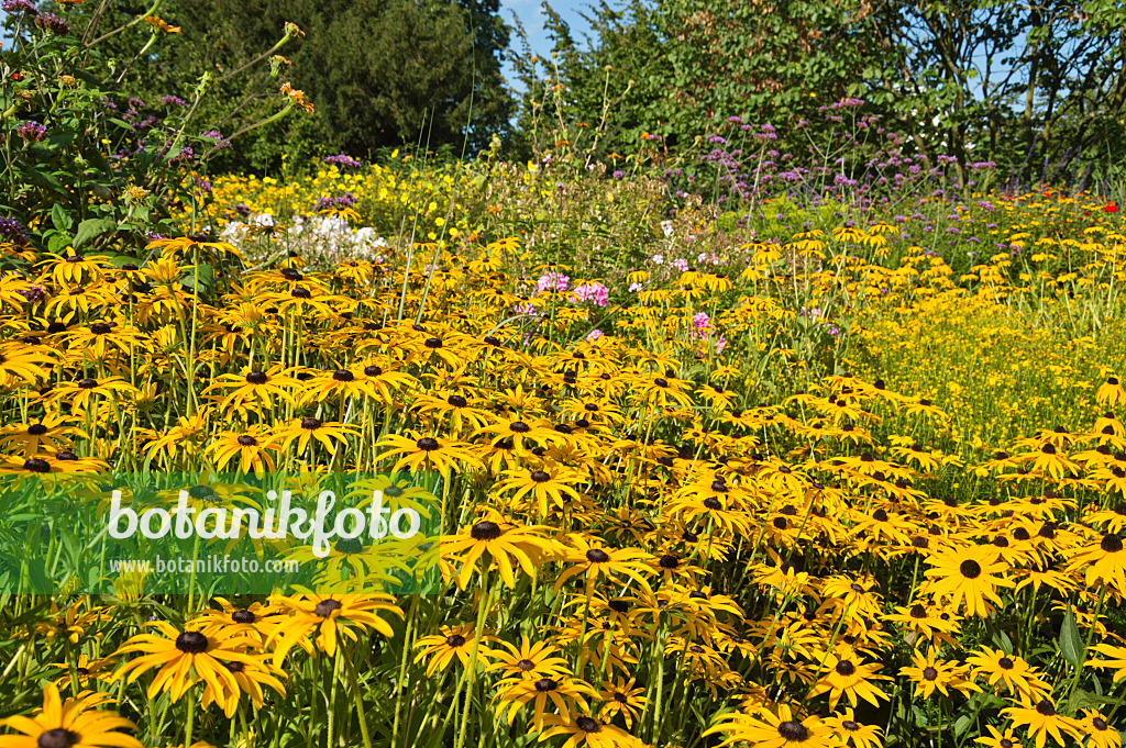 511124 - Gewöhnlicher Sonnenhut (Rudbeckia fulgida)