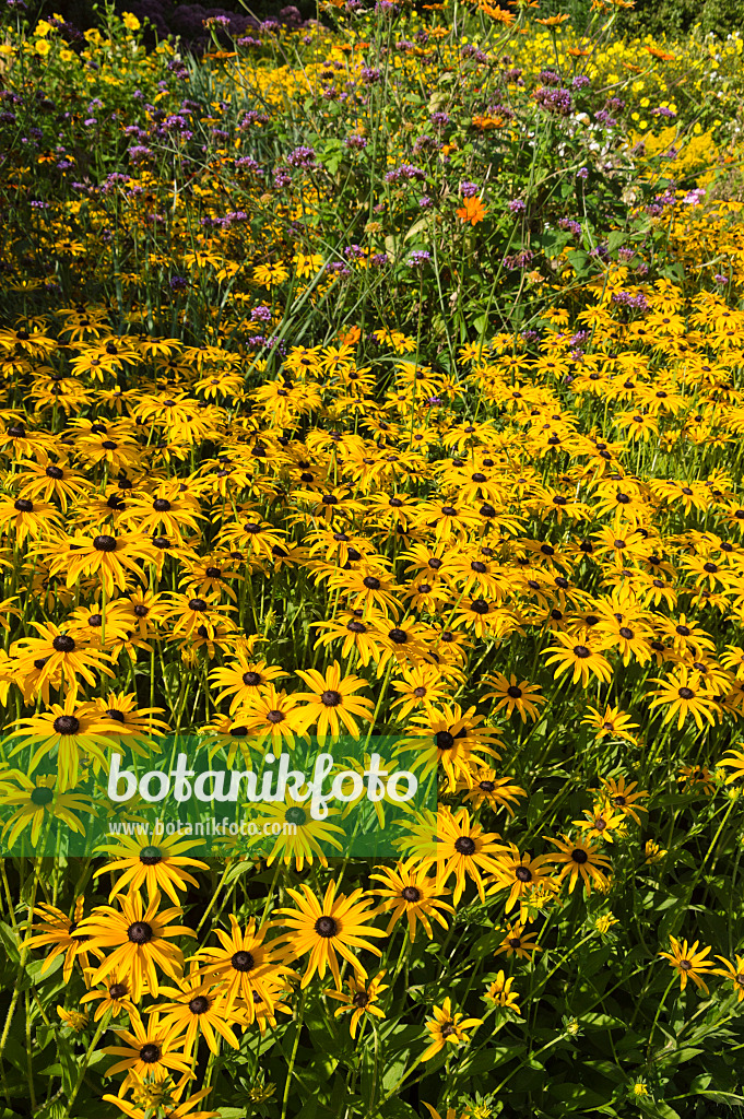 511126 - Gewöhnlicher Sonnenhut (Rudbeckia fulgida)