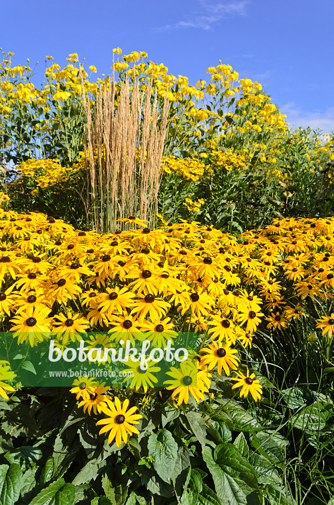 535153 - Gewöhnlicher Sonnenhut (Rudbeckia fulgida), Moorreitgras (Calamagrostis x acutiflora 'Karl Foerster') und Hoher Sonnenhut (Rudbeckia nitida)