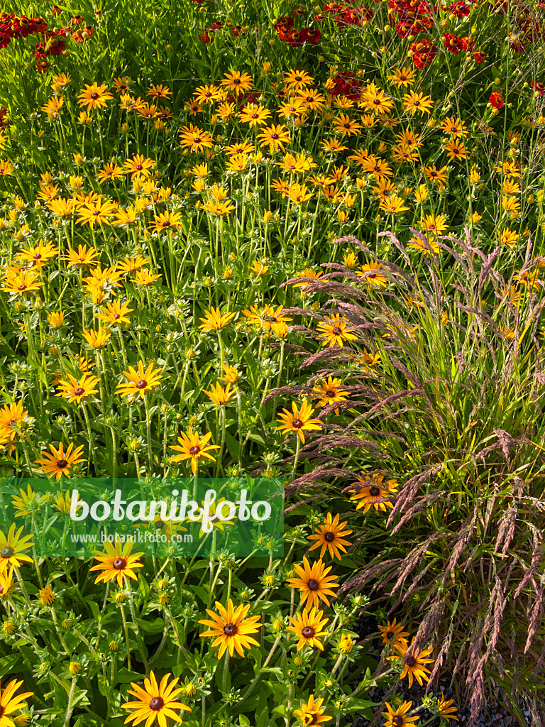 404010 - Gewöhnlicher Sonnenhut (Rudbeckia fulgida var. deamii)