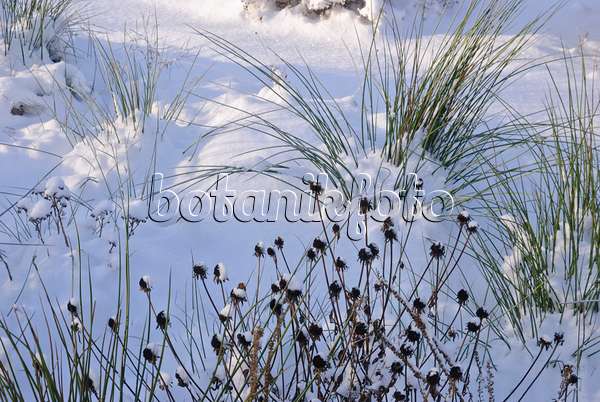 518068 - Gewöhnlicher Sonnenhut (Rudbeckia fulgida) mit Gräsern im Schnee
