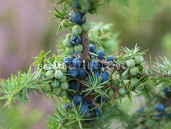 526109 - Gewöhnlicher Wacholder (Juniperus communis)
