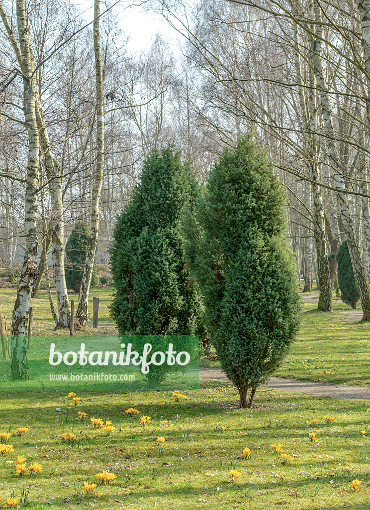 558123 - Gewöhnlicher Wacholder (Juniperus communis)