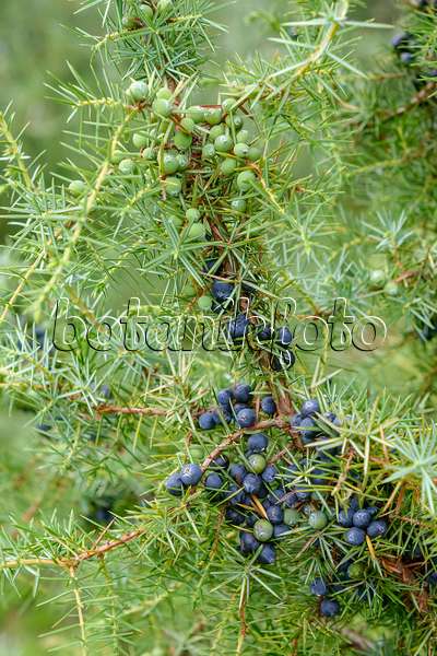 593107 - Gewöhnlicher Wacholder (Juniperus communis)