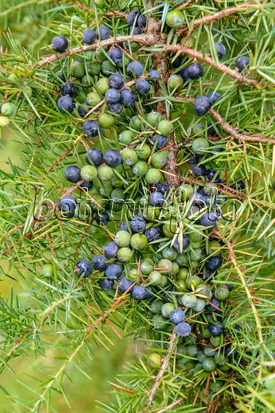 593109 - Gewöhnlicher Wacholder (Juniperus communis)