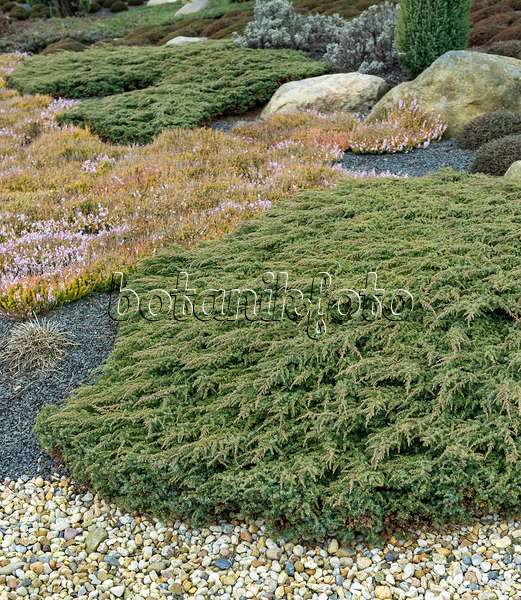 651355 - Gewöhnlicher Wacholder (Juniperus communis 'Green Carpet')