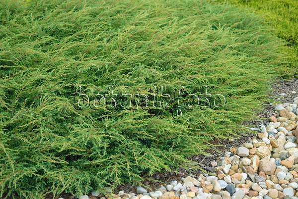 526108 - Gewöhnlicher Wacholder (Juniperus communis 'Repanda')