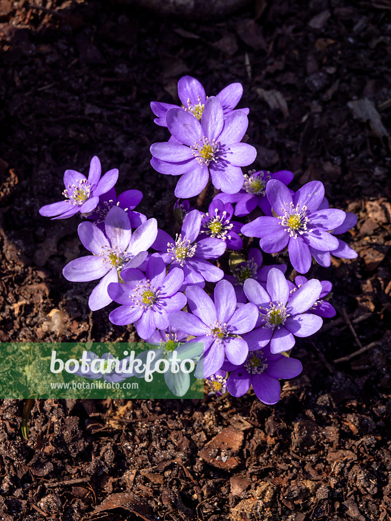 436090 - Gewöhnliches Leberblümchen (Hepatica nobilis)