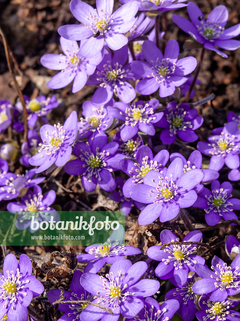 436091 - Gewöhnliches Leberblümchen (Hepatica nobilis)