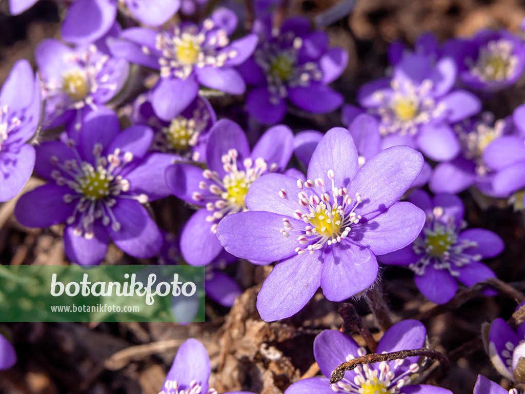 436092 - Gewöhnliches Leberblümchen (Hepatica nobilis)