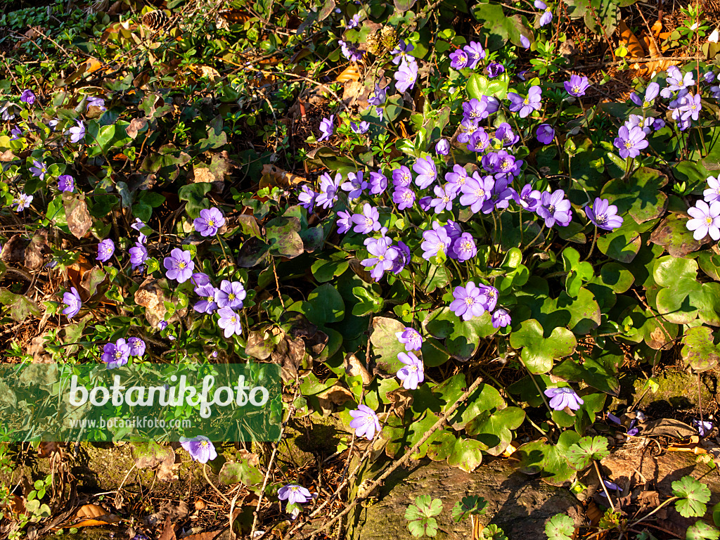 458017 - Gewöhnliches Leberblümchen (Hepatica nobilis)