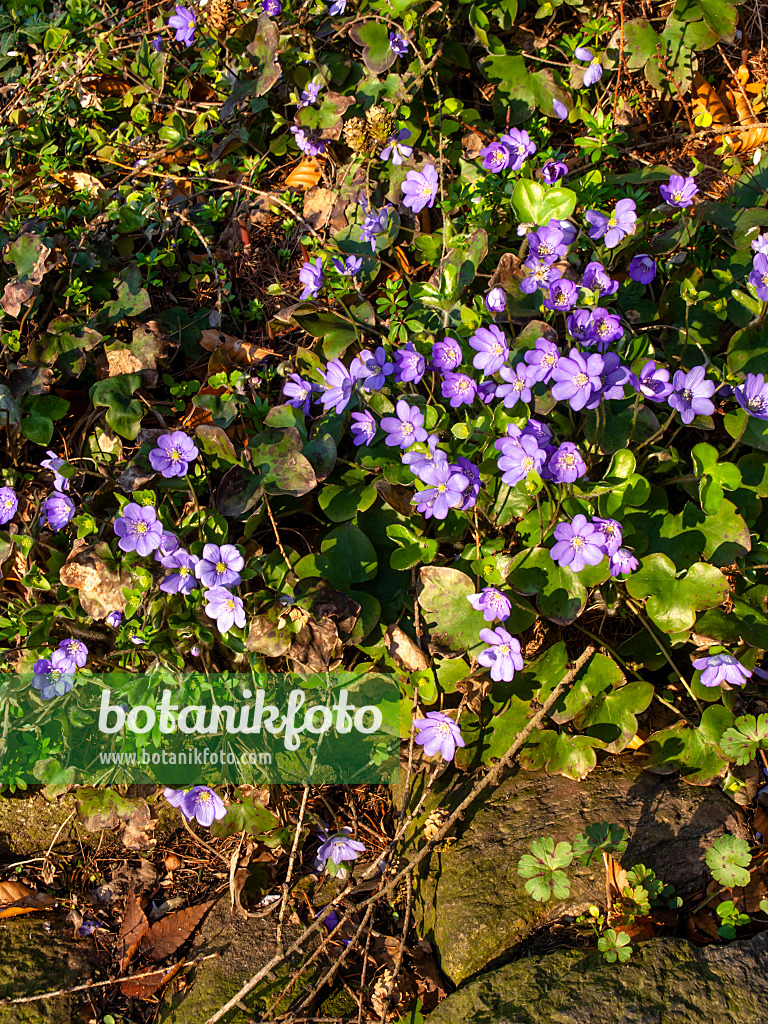 458018 - Gewöhnliches Leberblümchen (Hepatica nobilis)