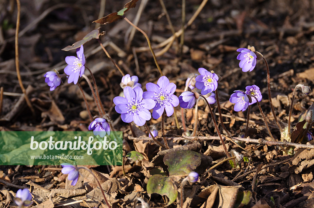 470041 - Gewöhnliches Leberblümchen (Hepatica nobilis)