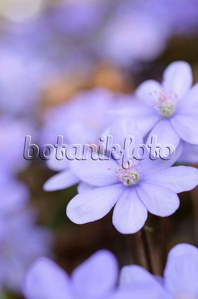 471013 - Gewöhnliches Leberblümchen (Hepatica nobilis)
