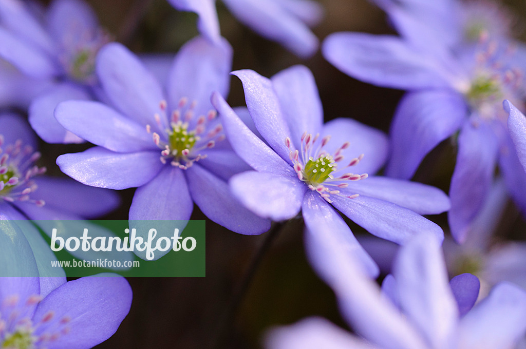 471017 - Gewöhnliches Leberblümchen (Hepatica nobilis)