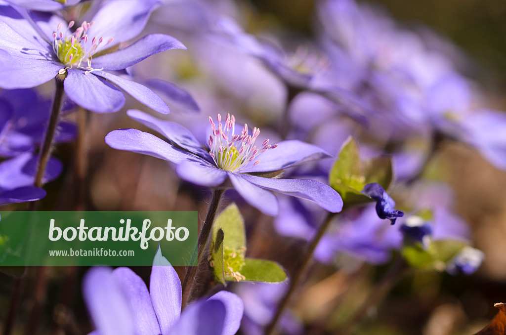 494123 - Gewöhnliches Leberblümchen (Hepatica nobilis)