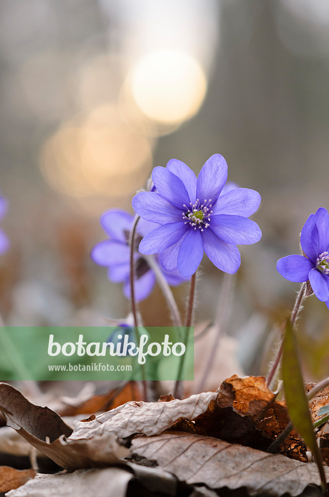 519024 - Gewöhnliches Leberblümchen (Hepatica nobilis var. acuta)