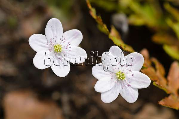 494140 - Gewöhnliches Leberblümchen (Hepatica nobilis 'Alba')