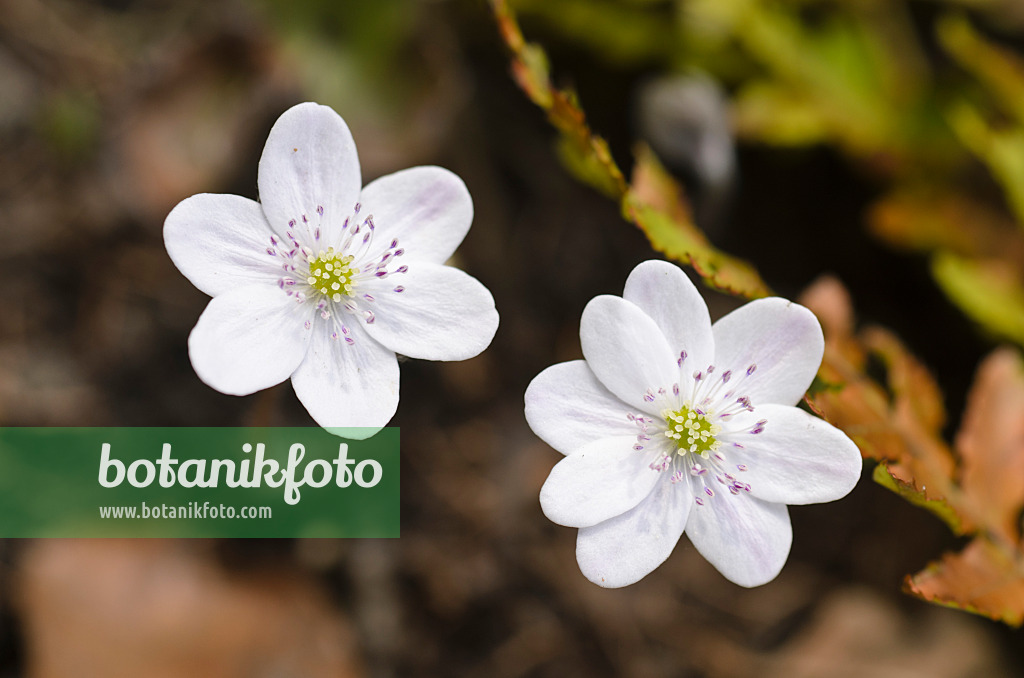 494140 - Gewöhnliches Leberblümchen (Hepatica nobilis 'Alba')