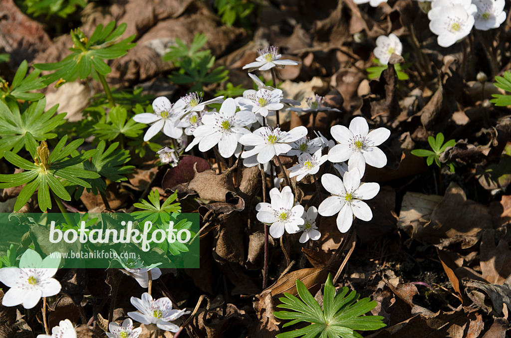 495001 - Gewöhnliches Leberblümchen (Hepatica nobilis 'Alba')