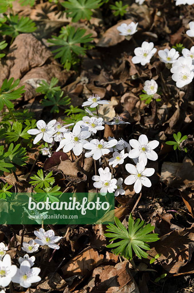 495002 - Gewöhnliches Leberblümchen (Hepatica nobilis 'Alba')