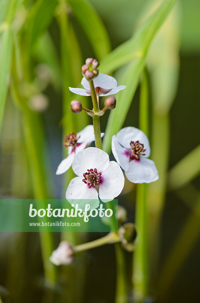 546044 - Gewöhnliches Pfeilkraut (Sagittaria sagittifolia)