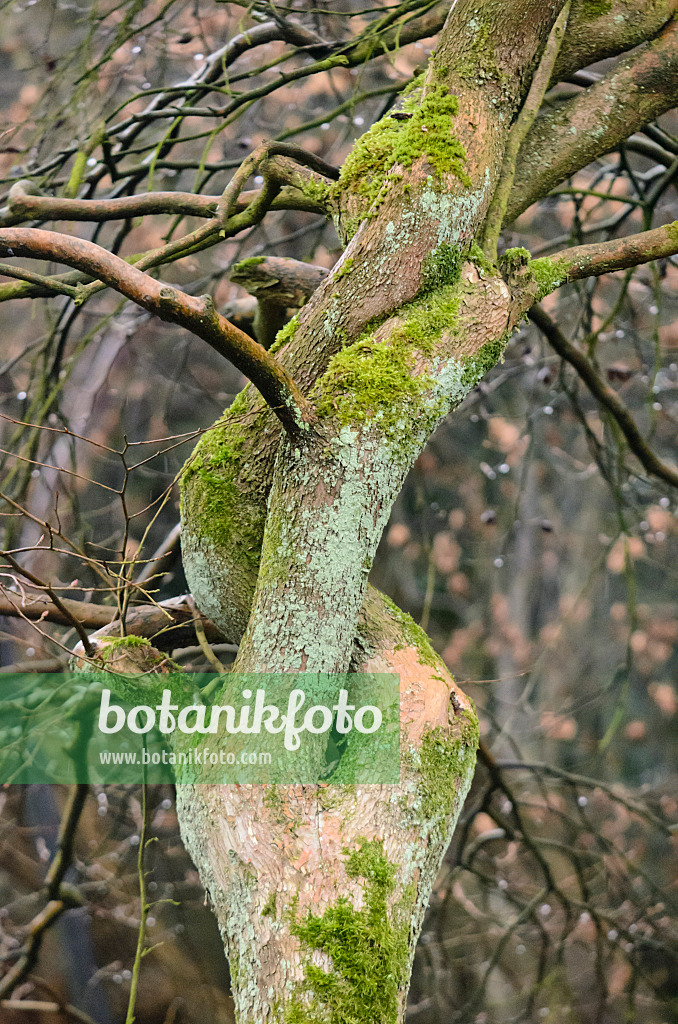 553045 - Gezähnte Scheinkamelie (Stewartia serrata)