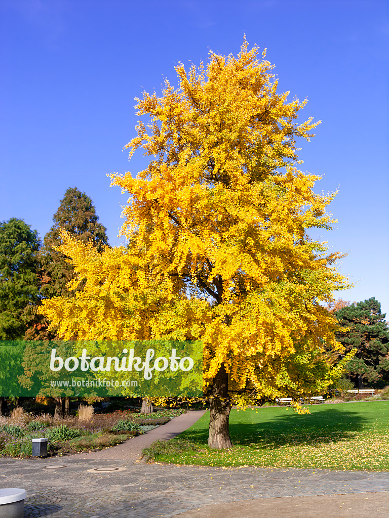 465277 - Ginkgo (Ginkgo biloba)