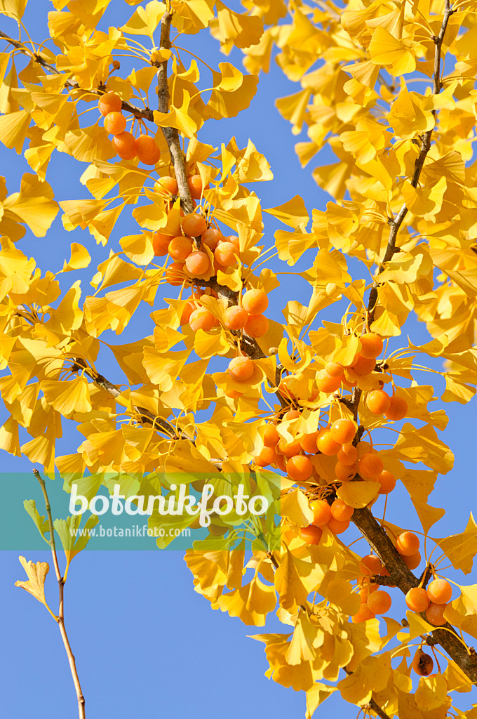 478006 - Ginkgo (Ginkgo biloba)