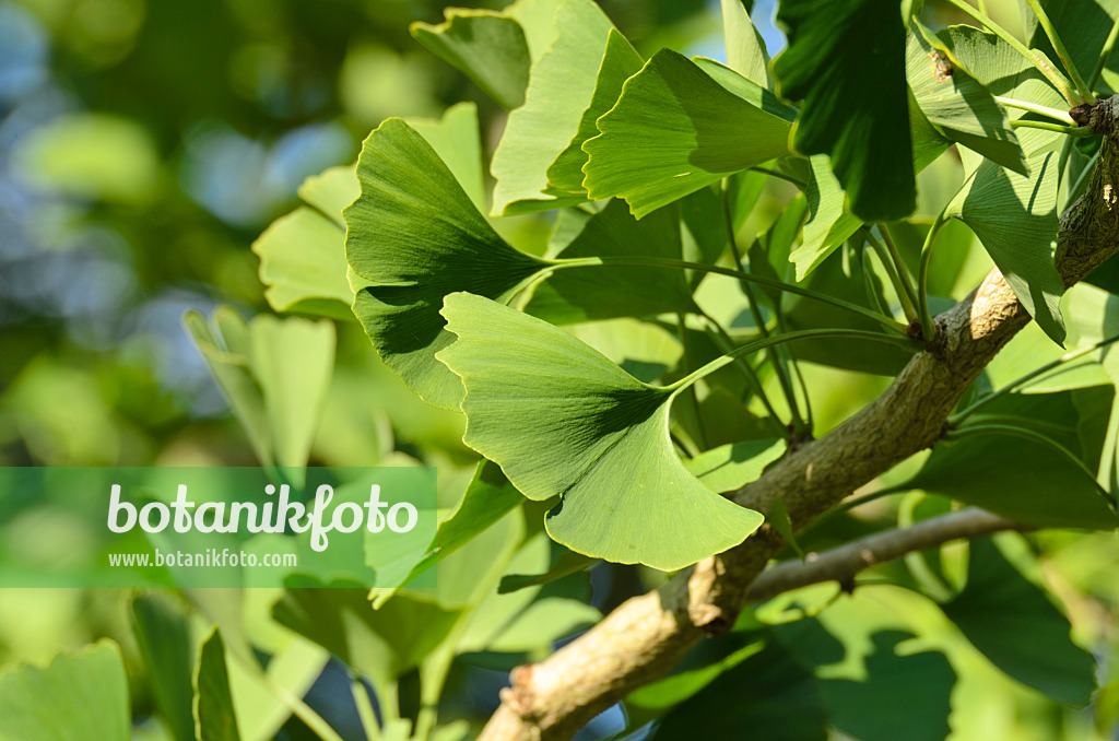 500003 - Ginkgo (Ginkgo biloba)