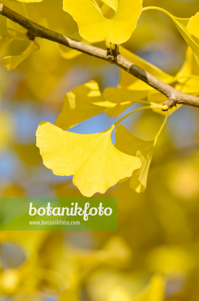 501104 - Ginkgo (Ginkgo biloba)