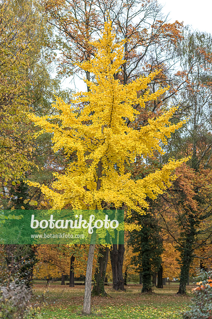 625222 - Ginkgo (Ginkgo biloba)