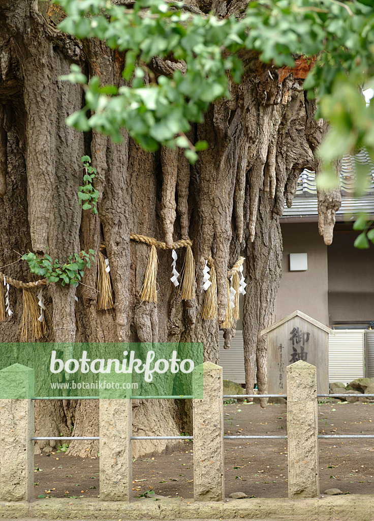 616396 - Ginkgo (Ginkgo biloba), ca. 1000 Jahre alt, Nigatake, Japan