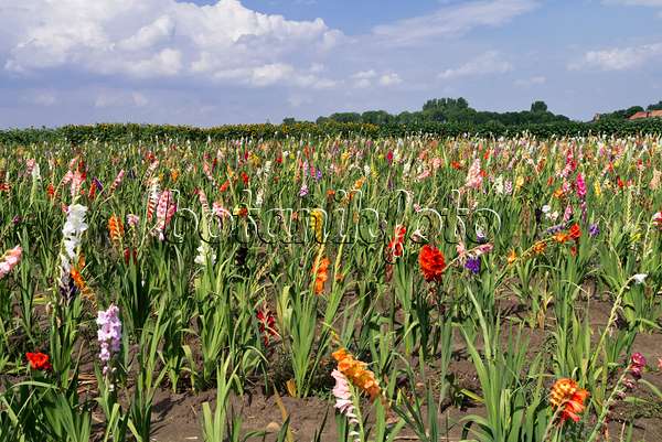 559011 - Gladiolen (Gladiolus) auf einem Feld zur Selbsternte
