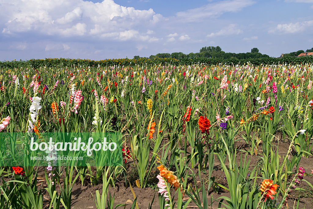 559011 - Gladiolen (Gladiolus) auf einem Feld zur Selbsternte