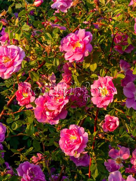 438230 - Glanzblättrige Rose (Rosa nitida)