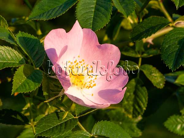 448090 - Glanzblättrige Rose (Rosa nitidula)