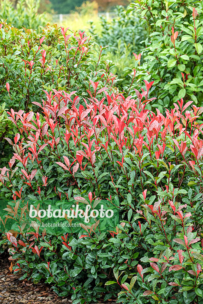 616279 - Glanzmispel (Photinia x fraseri 'Carré Rouge')