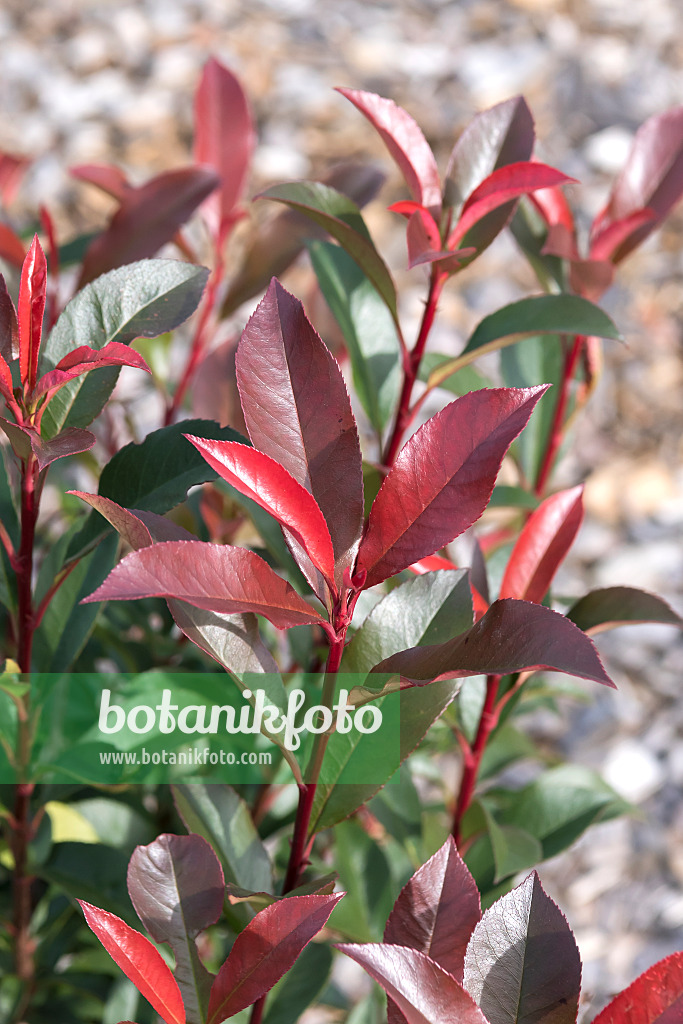 638176 - Glanzmispel (Photinia x fraseri 'Carré Rouge')