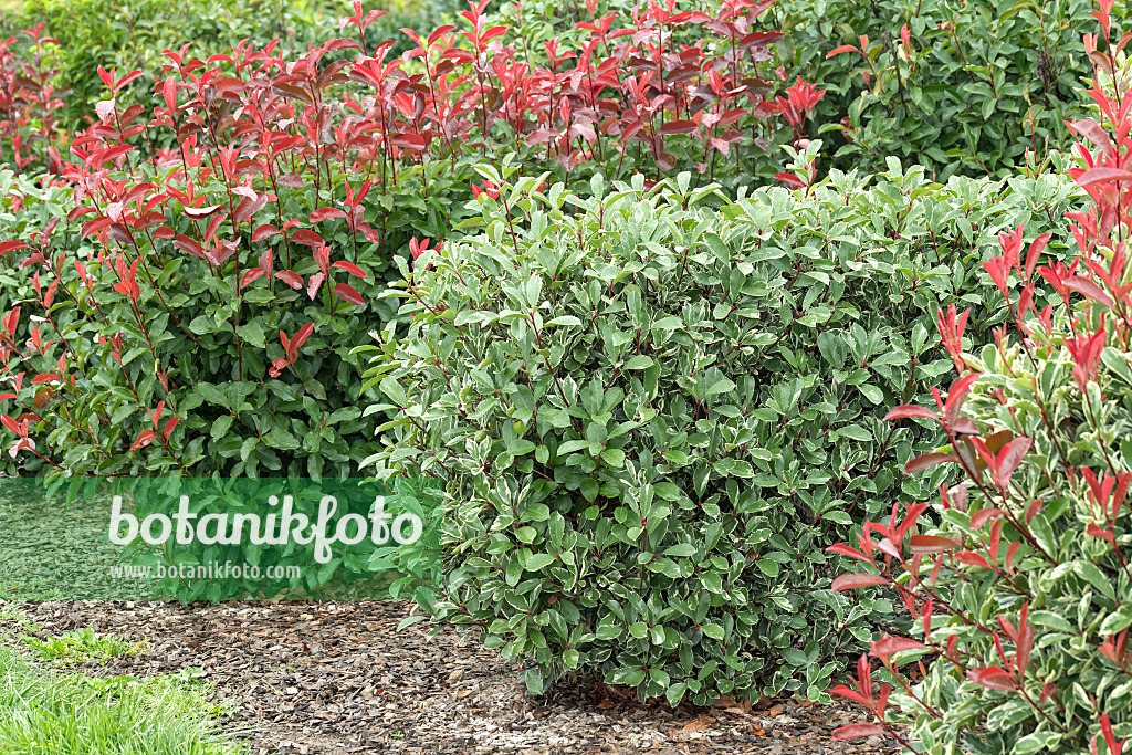 638177 - Glanzmispel (Photinia x fraseri 'Louise')