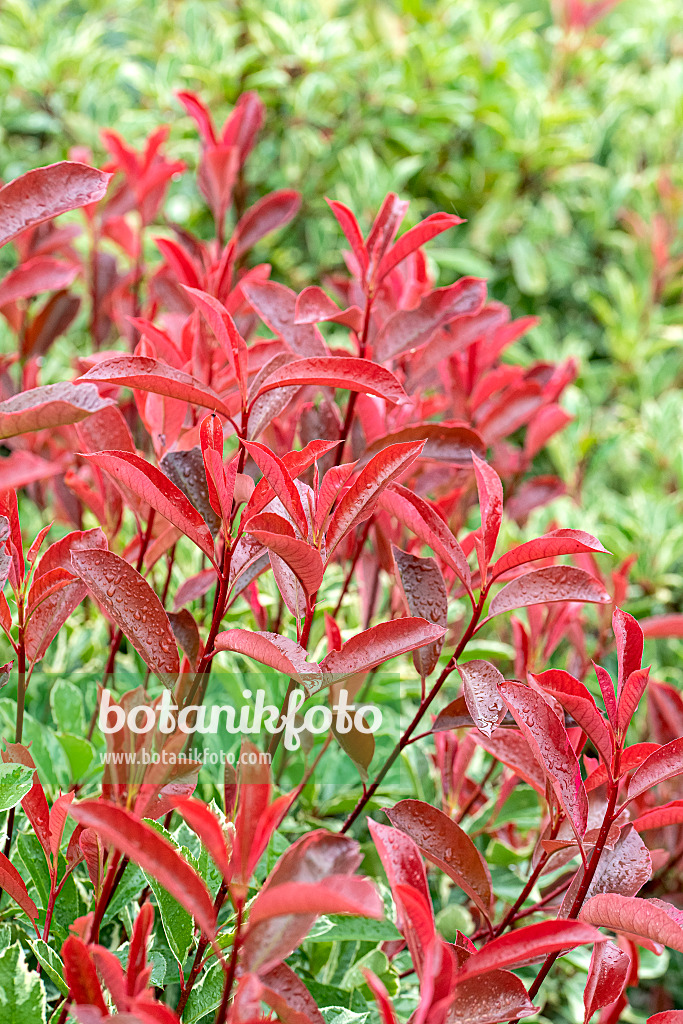 616283 - Glanzmispel (Photinia x fraseri 'Pink Marble')