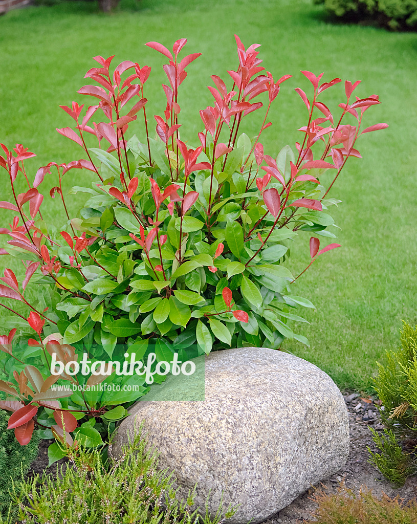 490105 - Glanzmispel (Photinia x fraseri 'Red Robin')