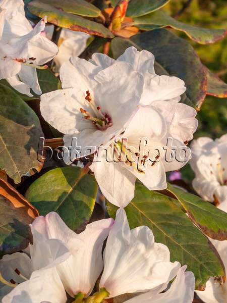 412019 - Glockenblütiger Rhododendron (Rhododendron campanulatum)