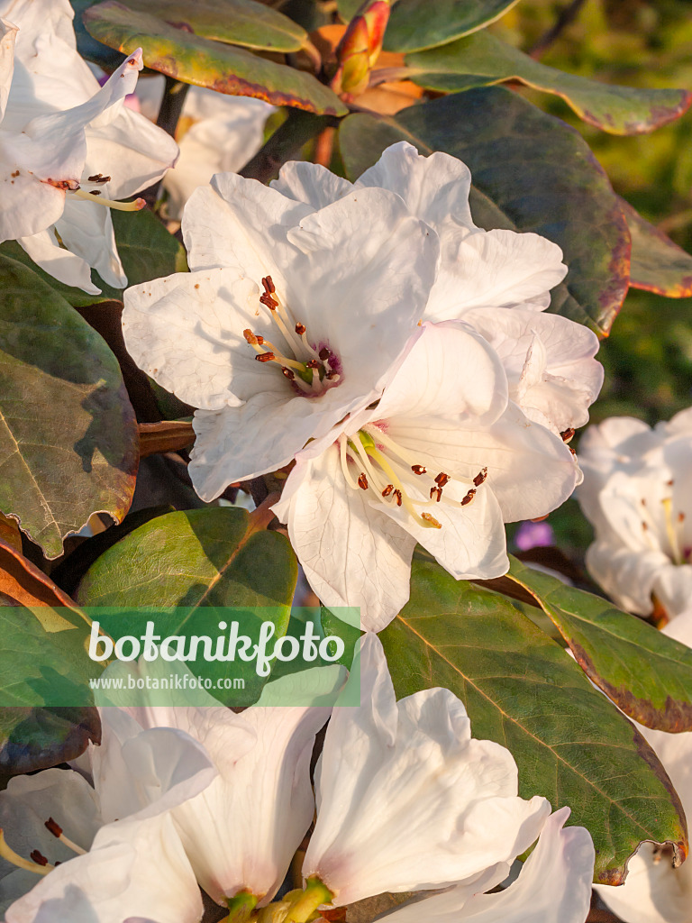 412019 - Glockenblütiger Rhododendron (Rhododendron campanulatum)