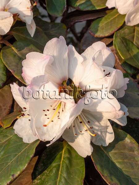 412021 - Glockenblütiger Rhododendron (Rhododendron campanulatum)