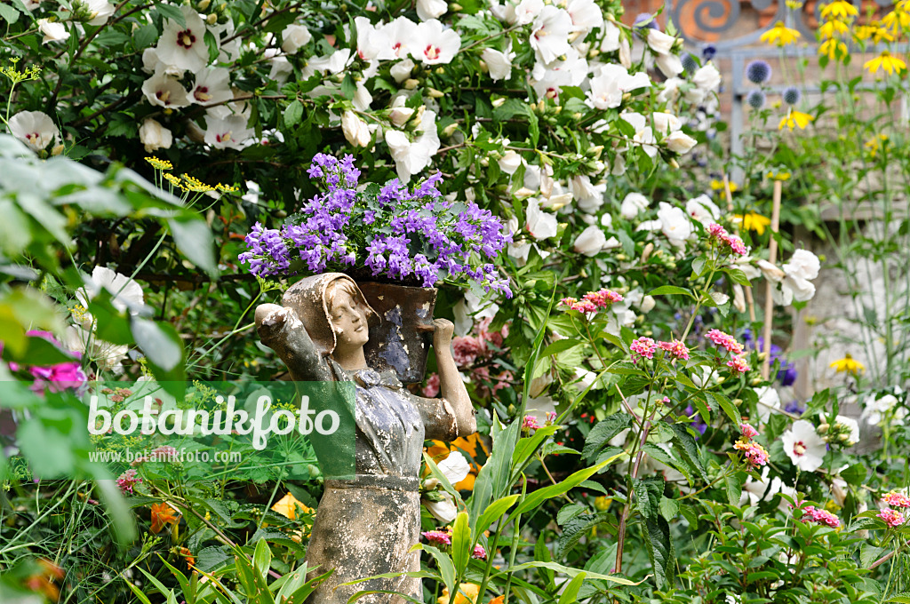 474372 - Glockenblume (Campanula) mit Frauenfigur