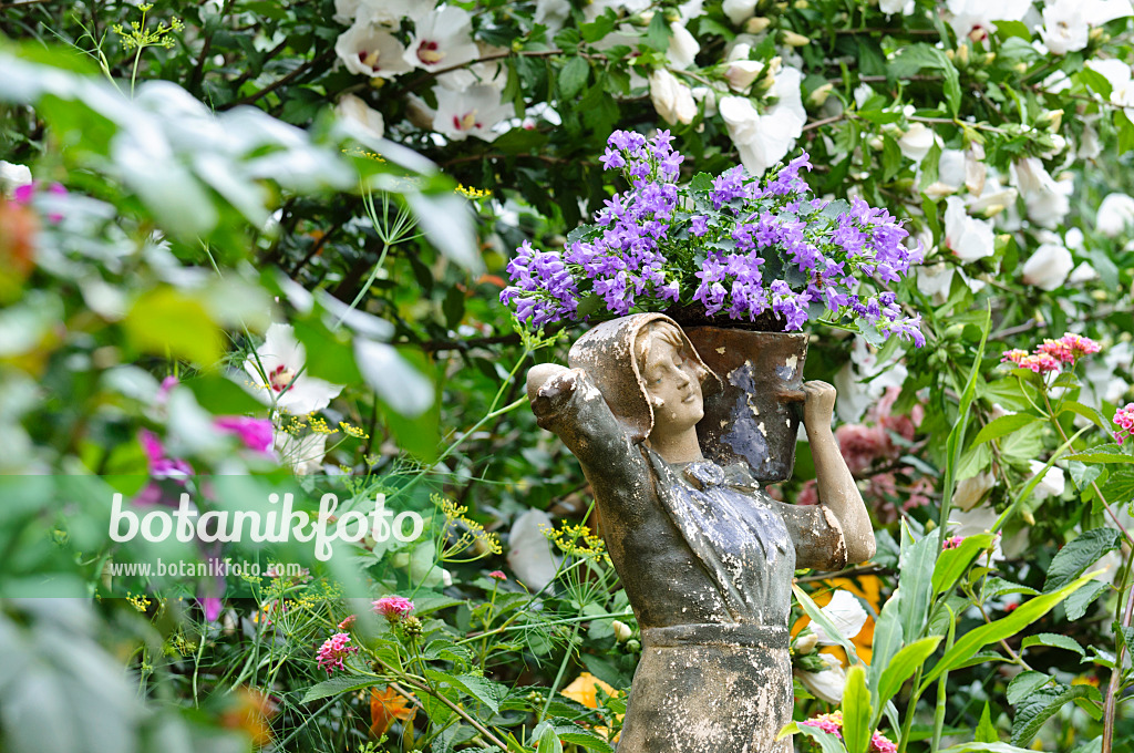 474377 - Glockenblume (Campanula) mit Frauenfigur