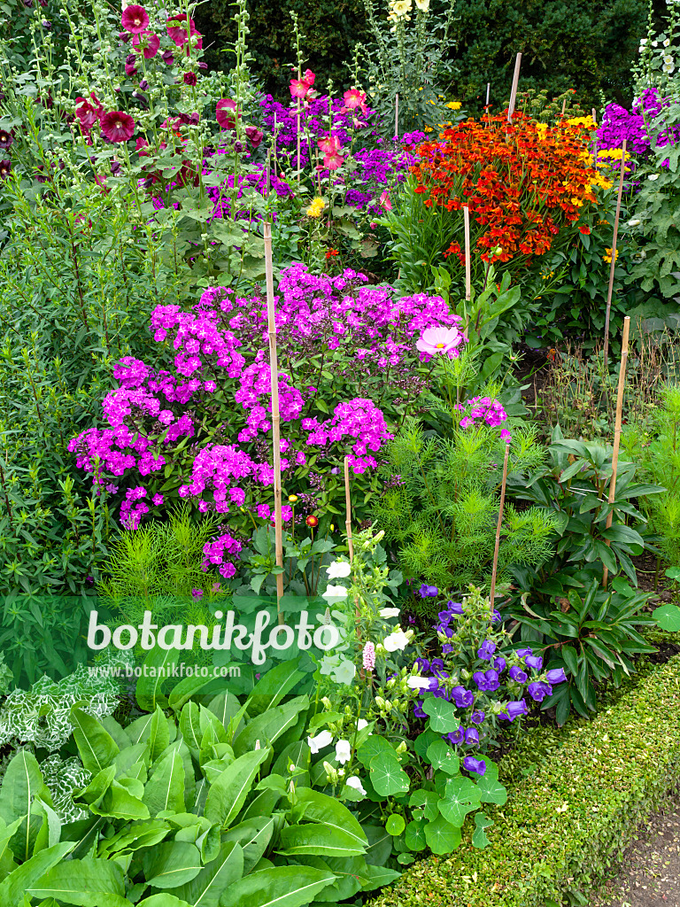 462143 - Glockenblumen (Campanula), Phlox (Phlox), Sonnenbraut (Helenium) und Stockrosen (Alcea)