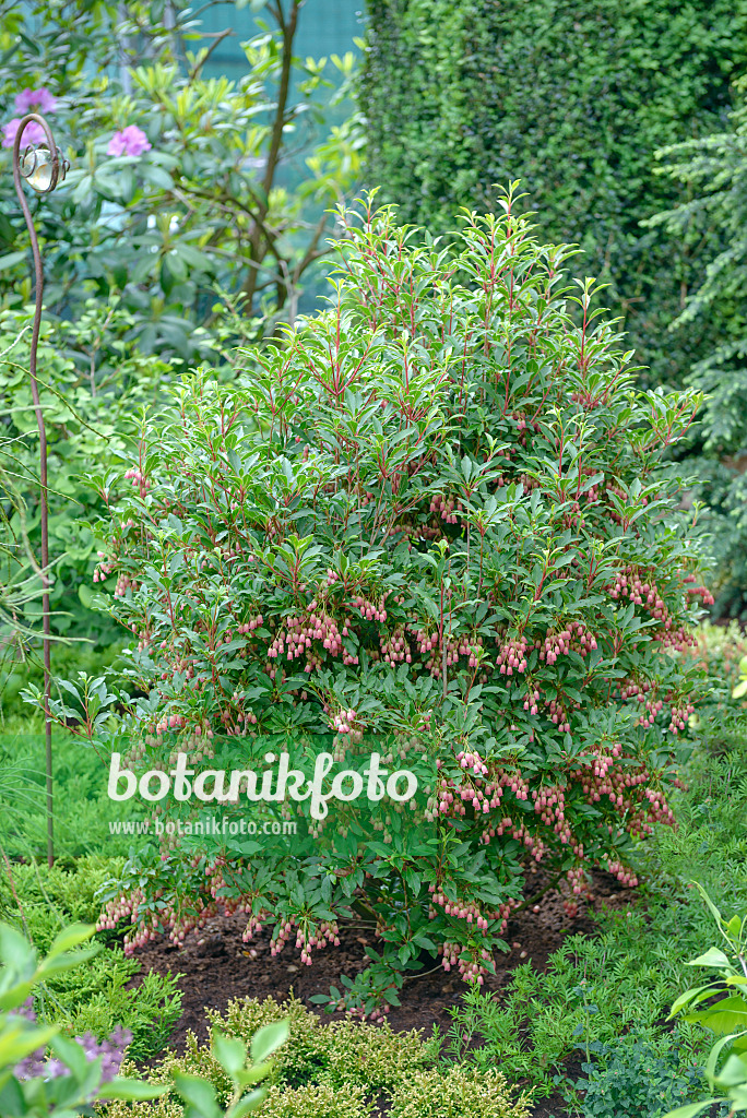 558097 - Glockige Prachtglocke (Enkianthus campanulatus 'Red Bells')